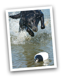 dog in water approaching bumper