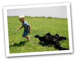 boy being chased by puppies